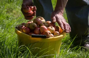 Dibanjiri dengan apel: Suhu yang lebih hangat menghasilkan panen yang lebih awal namun membuahkan hasil