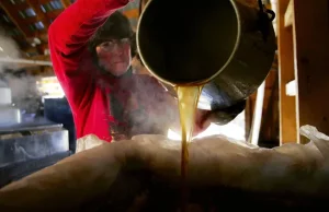 Produksi sirup maple ‘bangkit kembali’ setelah musim yang buruk