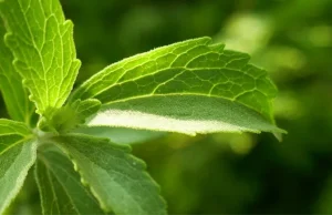 Nura memperluas bisnis bahan bakunya dengan 3 produk baru