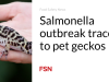 Wabah Salmonella ditelusuri ke tokek peliharaan