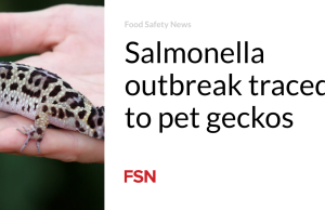 Wabah Salmonella ditelusuri ke tokek peliharaan