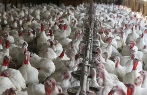 Salah satu wilayah pertanian utama di California akan melarang ‘pertanian pabrik’